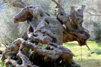 ES CAMELL - Olive ed Oliveti - Oleopercorsi - Isole Baleari - Prodotti agroalimentari, denominazione d'origine e gastronomia delle Isole Baleari